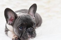 ADORABLE BLUE PIED FRENCH BULLDOG