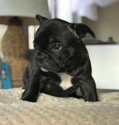 Gorgeous French bull puppies2 females &2 males.100%