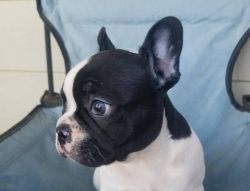 AMAZING & VERY AFFECTIONATE French Bulldog puppies LOOKING for rehomin