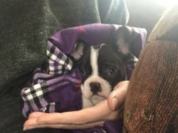 AMAZING & VERY AFFECTIONATE French Bulldog puppies LOOKING for rehomin