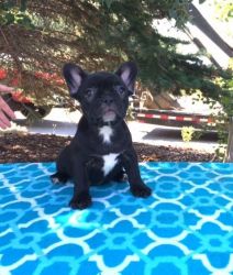 For Sale! French Bulldog puppies