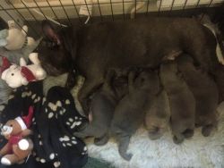 Beautiful French Bulldog Puppies for sale