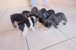AKC French bulldog puppies for sale