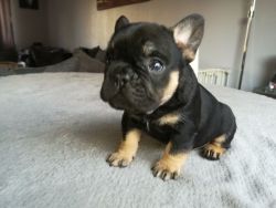 French Bulldog pups for sale AKC reg