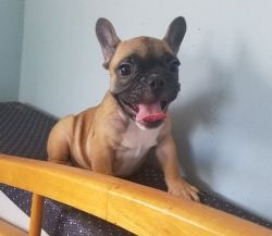 Beautiful French Bulldog puppies Available