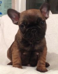 french puppies for sale