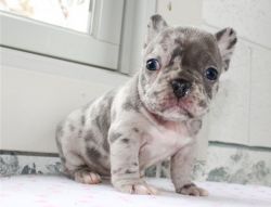 female french bulldog puppy for re-homing