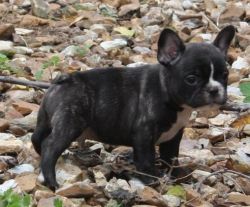 Well Socialized French Bulldog Puppies.