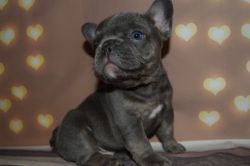 Beautiful Male and Female Frenchies