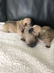 Bulky French Bulldogs Puppies For Sale