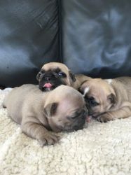 pure breed french bulldog puppies available