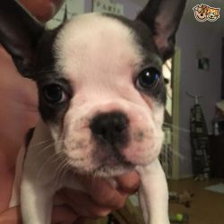 AKC registered adorable French bulldog puppies