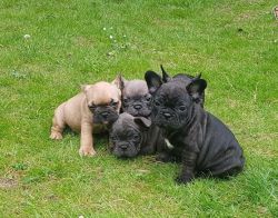 French Bulldog Puppies Kc Reg Blue Girl Various Co Share Tweet +1 Pin