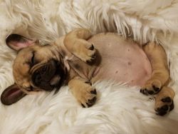 Friendly french bulldog puppies for adoption