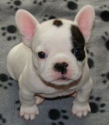 AKC quality French Bulldog Puppies for free adoption!!!