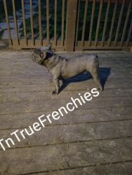 Akc registered 12 month blue male French bulldog available