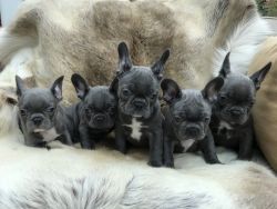 Blue Frenchies 7 Weeks Old