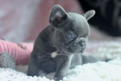 Kc French Bulldog Blue Pups Hc Clear 8 Weeks Old