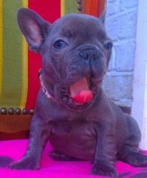 Kc Blue Frenchies Hc Clear 8 Weeks