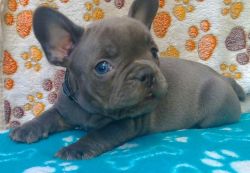 Quality Home Reared Kc Reg Blue French Bulldogs