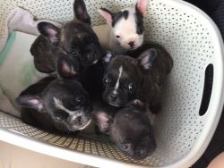 Adorable litter of puppies