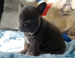 13 Kc French Bulldog Blue Pups Hc Clear 9 Weeks Old