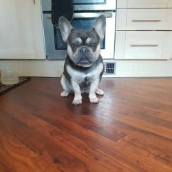 Adorable french bulldog for sale