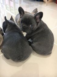 Kc Reg Solid Blue/silver French Bulldog Puppies