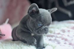 Kc Frenchbull Dogs