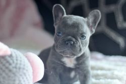 ***solid Blue French Bull Dogs Kc Registered***