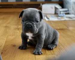 Blue French Bulldog Bloodline Champions Puppies for Sale.