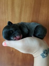 French bulldog puppies read August 8th