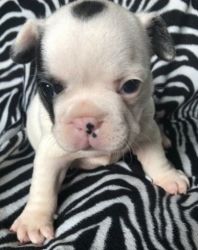 AFFECTIONATE Blue Eye French bully For Your Homes Available