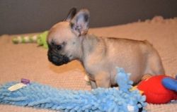 AKC REGISTERED FRENCH BULLDOG PUPPIES FOR SALE
