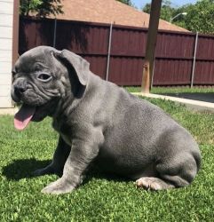 French bulldogs sale