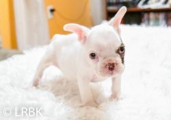 French Bulldog Puppies for Sale - AKC Registered