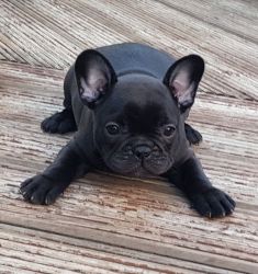 French Bulldog Pups For Sale