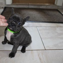 Solid Blue Chunky French Bulldogs **ready Soon**
