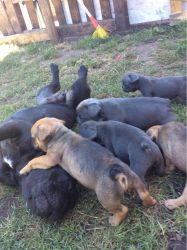 8 French Bulldog Puppies Blue, Fawn And Pied