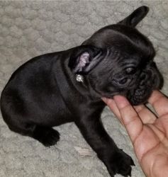 Adorable Frenchie pups for adoption