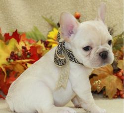 Gorgeous French Bulldog Pups Kc Reg Available