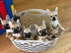 Frenchie Puppies Available