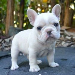 3 month old French Bulldog puppies