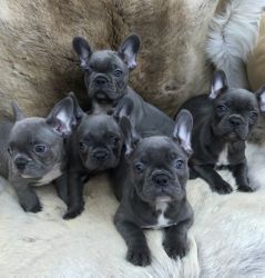 Registered Blue French Bulldog Puppies