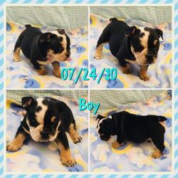 Gorgeous French bulldogs puppies available