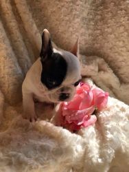 Beautiful French bulldogs puppies available