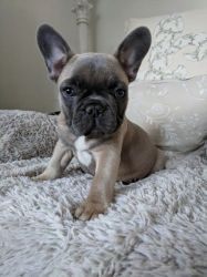 Blue French Bulldog Puppies For Sale