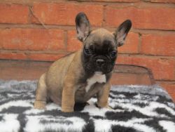 Stunning French Bulldogs Puppies For Sale
