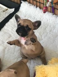 Beautiful KC Registered French Bulldogs puppies ready for sale