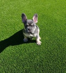 Stunning French Bulldog Puppy For Sale
